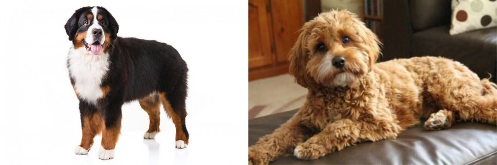 Cavapoo vs Bernese Mountain Dog - Breed Comparison