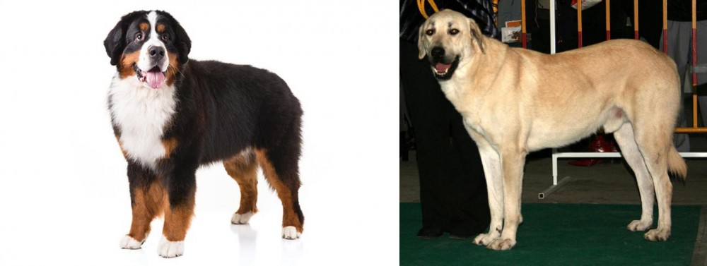 Central Anatolian Shepherd vs Bernese Mountain Dog - Breed Comparison