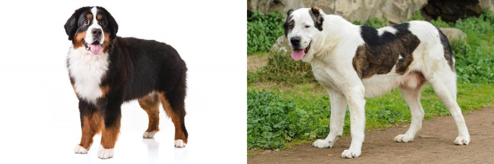 Central Asian Shepherd vs Bernese Mountain Dog - Breed Comparison