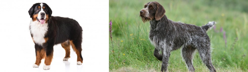 Cesky Fousek vs Bernese Mountain Dog - Breed Comparison