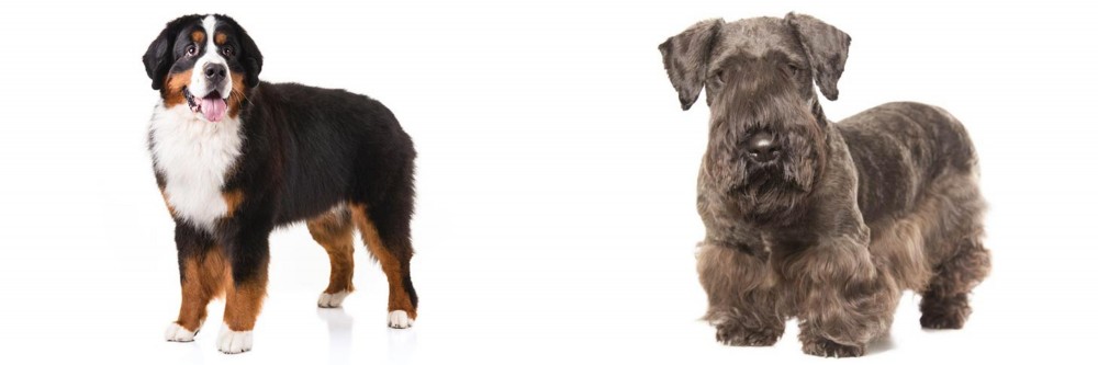 Cesky Terrier vs Bernese Mountain Dog - Breed Comparison