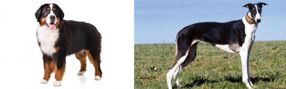 Chart Polski vs Bernese Mountain Dog - Breed Comparison