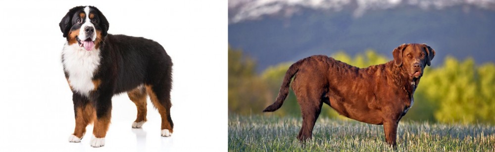 Chesapeake Bay Retriever vs Bernese Mountain Dog - Breed Comparison