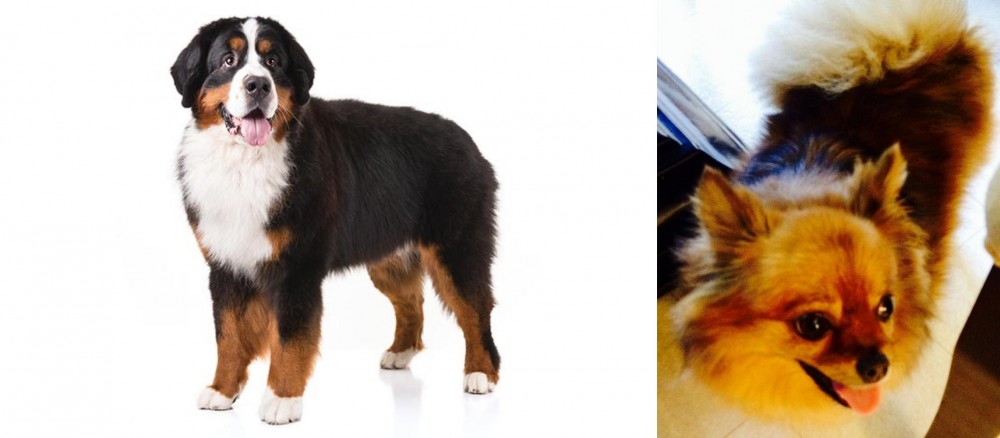 Chiapom vs Bernese Mountain Dog - Breed Comparison