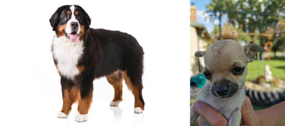 Chihuahua vs Bernese Mountain Dog - Breed Comparison