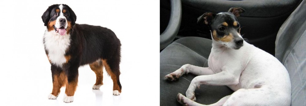 Chilean Fox Terrier vs Bernese Mountain Dog - Breed Comparison