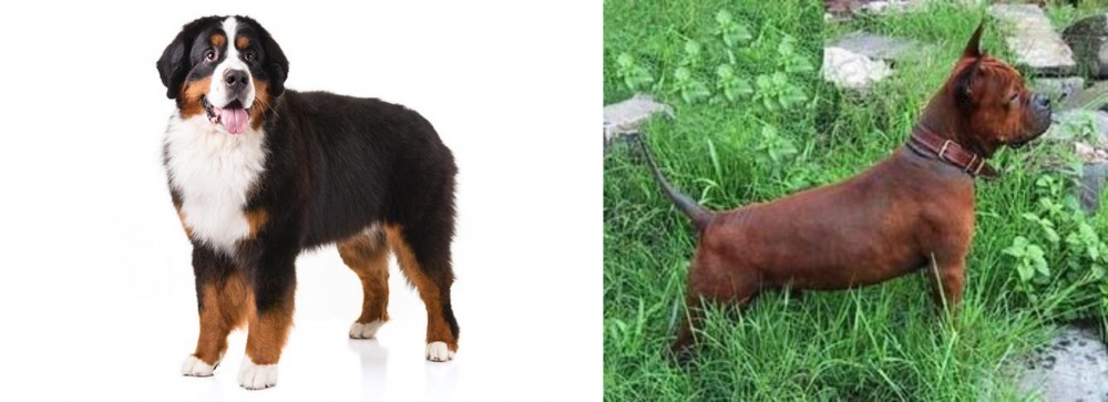 Chinese Chongqing Dog vs Bernese Mountain Dog - Breed Comparison