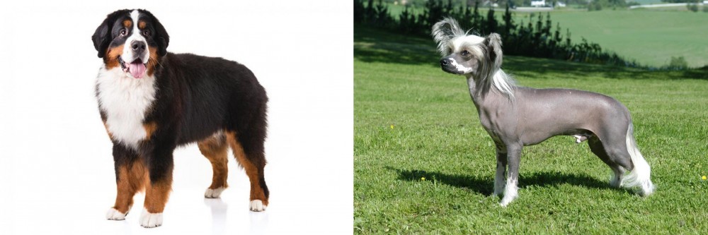Chinese Crested Dog vs Bernese Mountain Dog - Breed Comparison