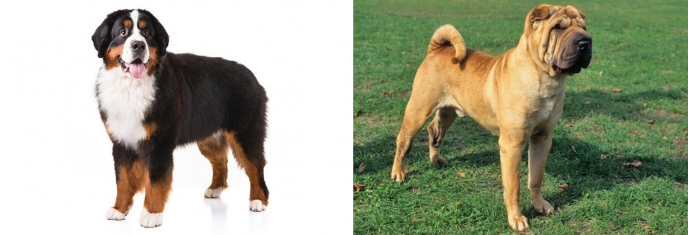 Chinese Shar Pei vs Bernese Mountain Dog - Breed Comparison