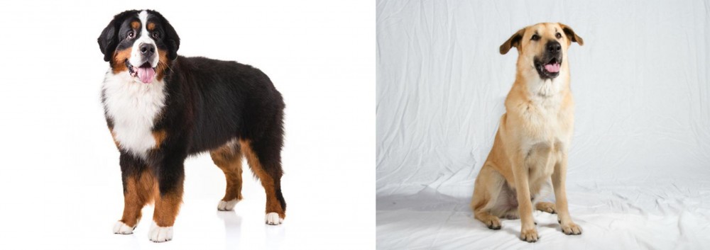 Chinook vs Bernese Mountain Dog - Breed Comparison