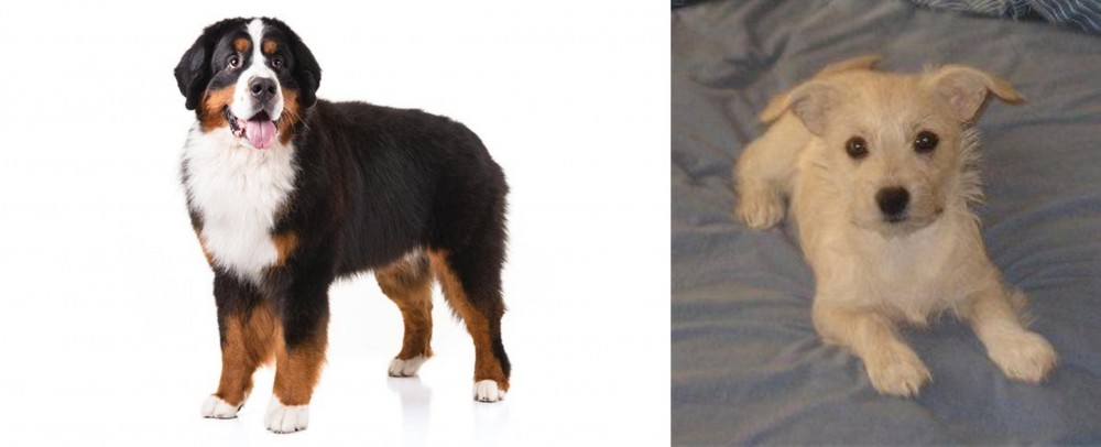 Chipoo vs Bernese Mountain Dog - Breed Comparison