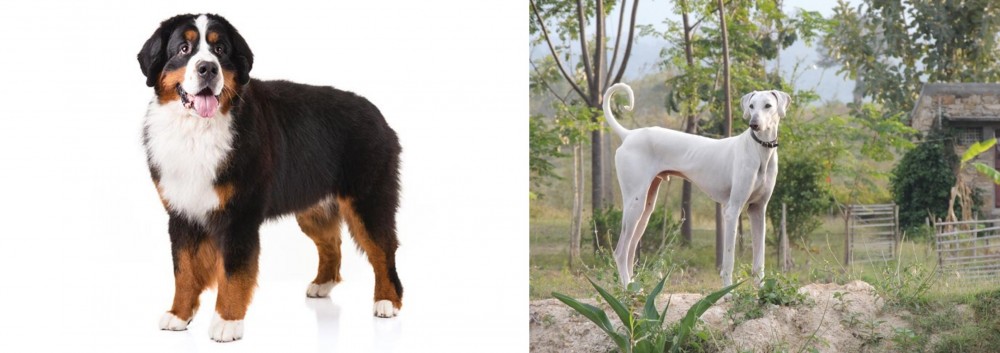Chippiparai vs Bernese Mountain Dog - Breed Comparison
