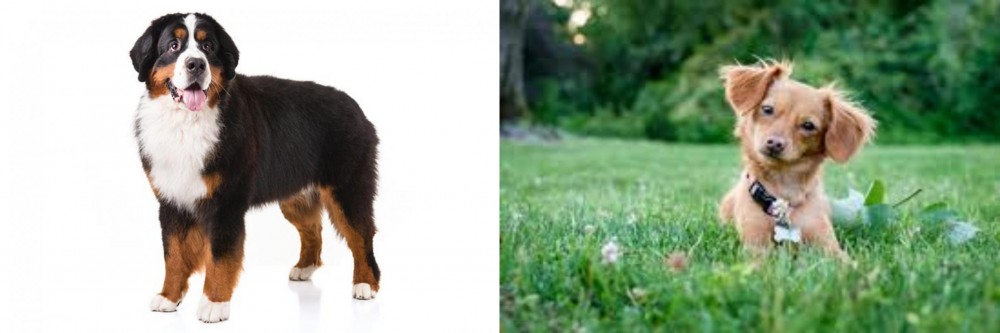 Chiweenie vs Bernese Mountain Dog - Breed Comparison
