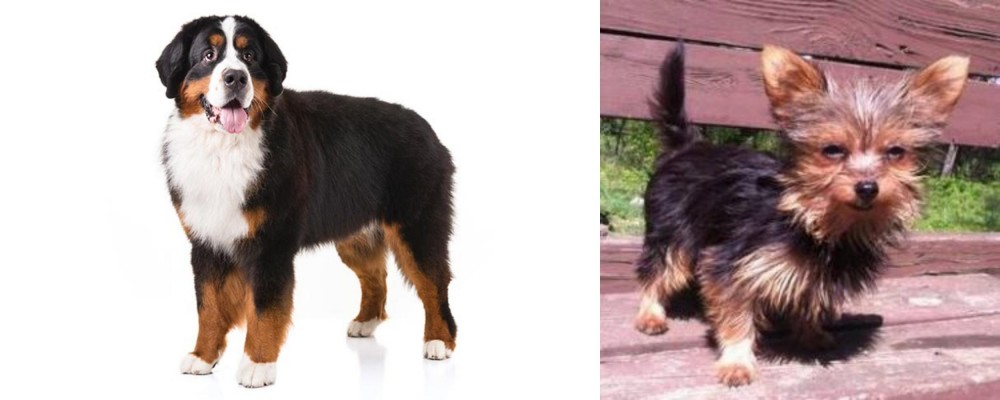Chorkie vs Bernese Mountain Dog - Breed Comparison