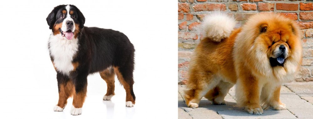 Chow Chow vs Bernese Mountain Dog - Breed Comparison