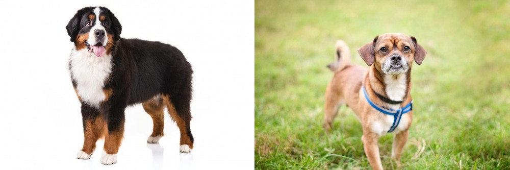 Chug vs Bernese Mountain Dog - Breed Comparison