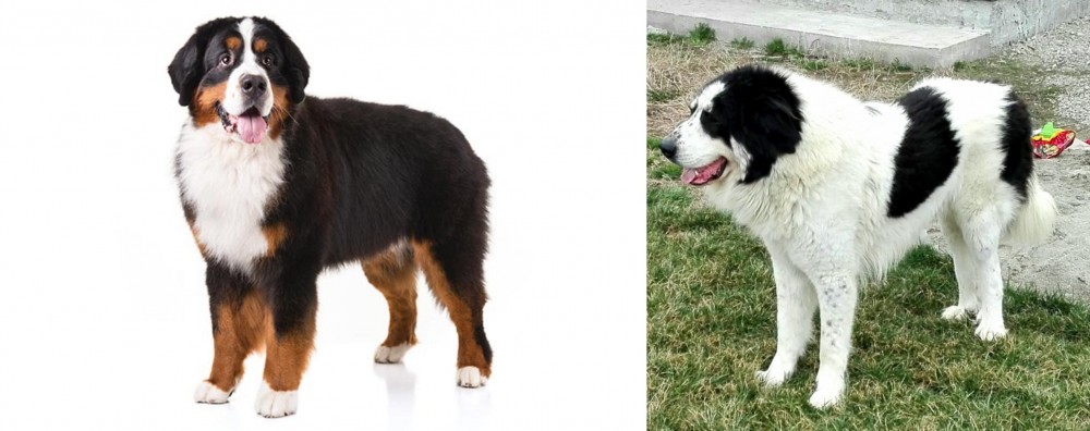 Ciobanesc de Bucovina vs Bernese Mountain Dog - Breed Comparison