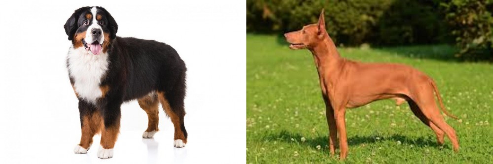 Cirneco dell'Etna vs Bernese Mountain Dog - Breed Comparison