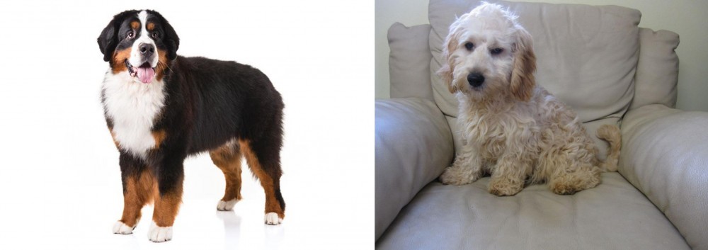 Cockachon vs Bernese Mountain Dog - Breed Comparison