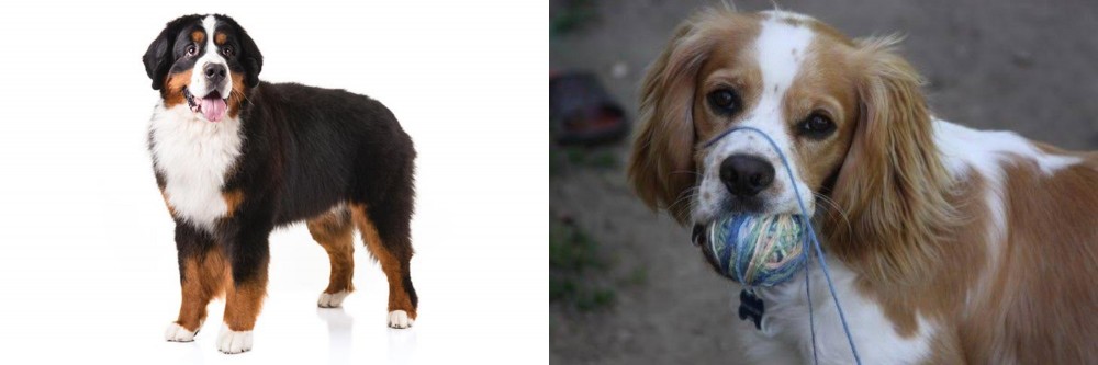 Cockalier vs Bernese Mountain Dog - Breed Comparison
