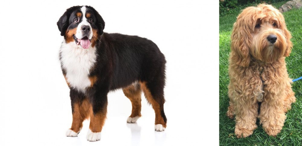 Cockapoo vs Bernese Mountain Dog - Breed Comparison