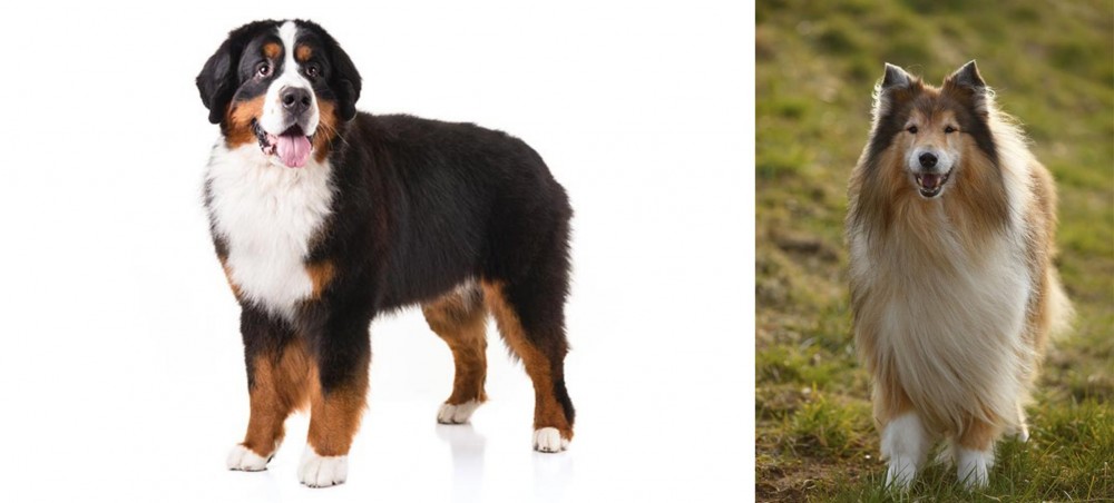 Collie vs Bernese Mountain Dog - Breed Comparison