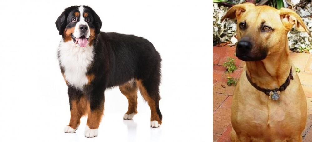 Combai vs Bernese Mountain Dog - Breed Comparison