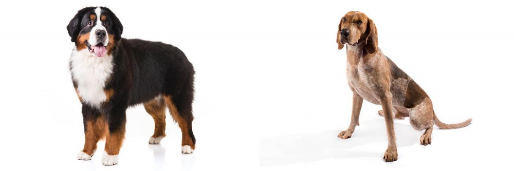 Coonhound vs Bernese Mountain Dog - Breed Comparison