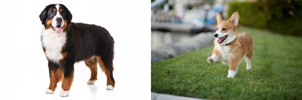 Corgi vs Bernese Mountain Dog - Breed Comparison