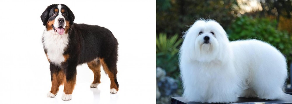 Coton De Tulear vs Bernese Mountain Dog - Breed Comparison