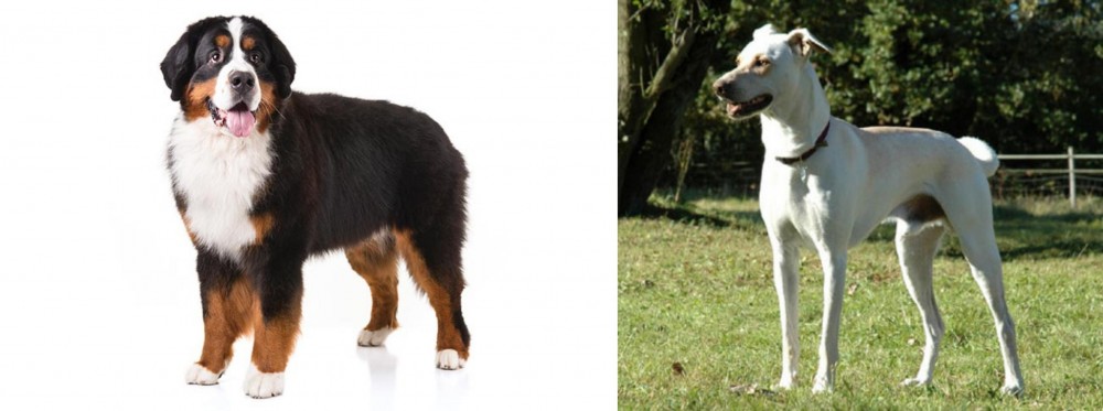 Cretan Hound vs Bernese Mountain Dog - Breed Comparison