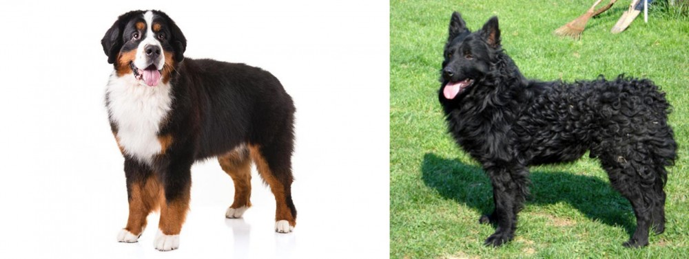 Croatian Sheepdog vs Bernese Mountain Dog - Breed Comparison