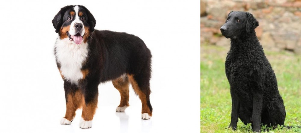 Curly Coated Retriever vs Bernese Mountain Dog - Breed Comparison
