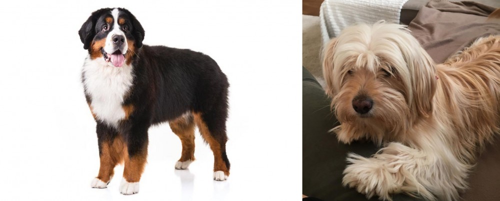 Cyprus Poodle vs Bernese Mountain Dog - Breed Comparison