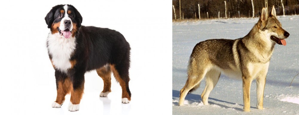 Czechoslovakian Wolfdog vs Bernese Mountain Dog - Breed Comparison