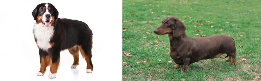 Dachshund vs Bernese Mountain Dog - Breed Comparison