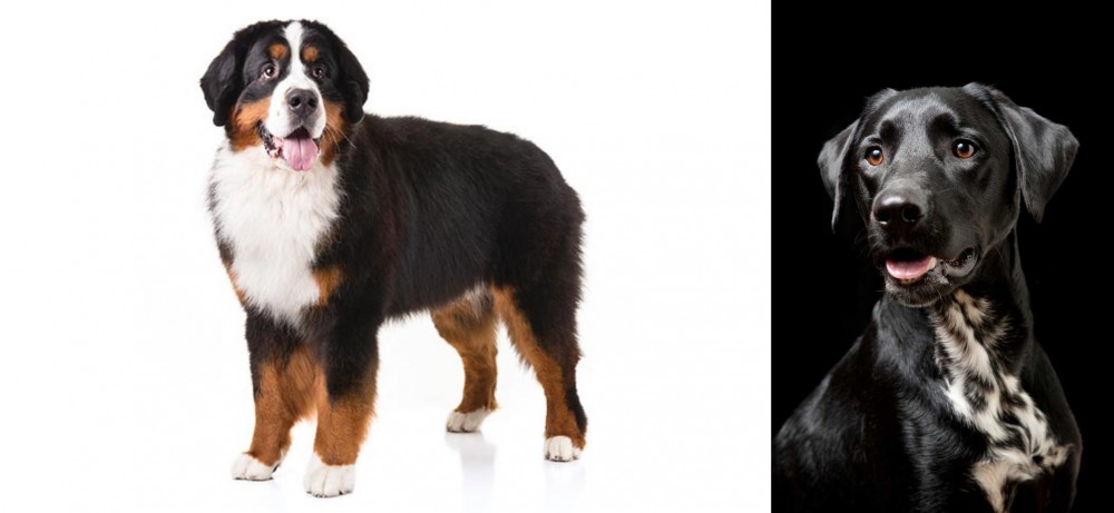 Dalmador vs Bernese Mountain Dog - Breed Comparison