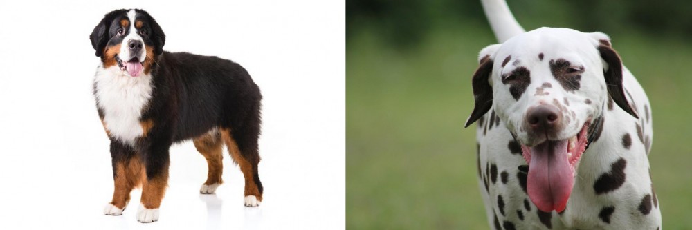 Dalmatian vs Bernese Mountain Dog - Breed Comparison