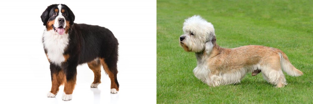 Dandie Dinmont Terrier vs Bernese Mountain Dog - Breed Comparison