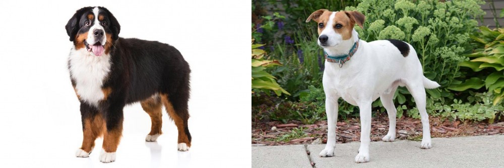 Danish Swedish Farmdog vs Bernese Mountain Dog - Breed Comparison