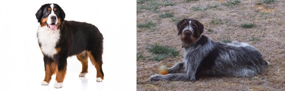 Deutsch Drahthaar vs Bernese Mountain Dog - Breed Comparison