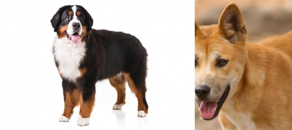 Dingo vs Bernese Mountain Dog - Breed Comparison