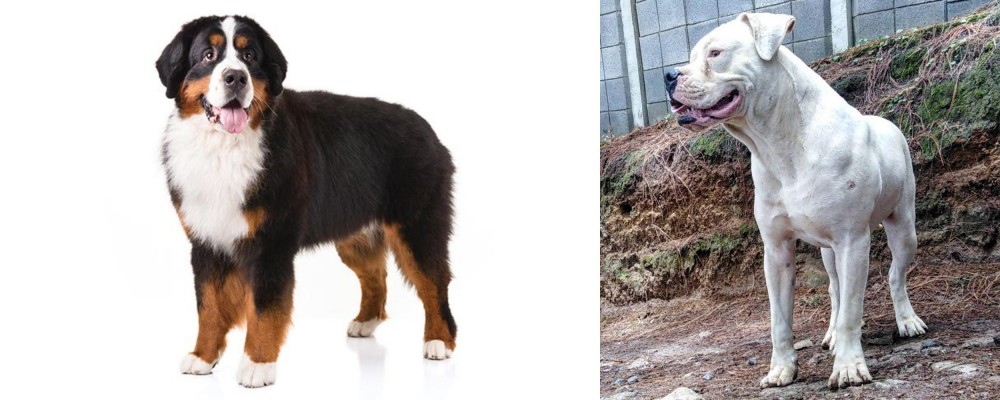 Dogo Guatemalteco vs Bernese Mountain Dog - Breed Comparison