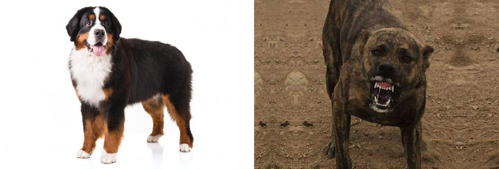 Dogo Sardesco vs Bernese Mountain Dog - Breed Comparison