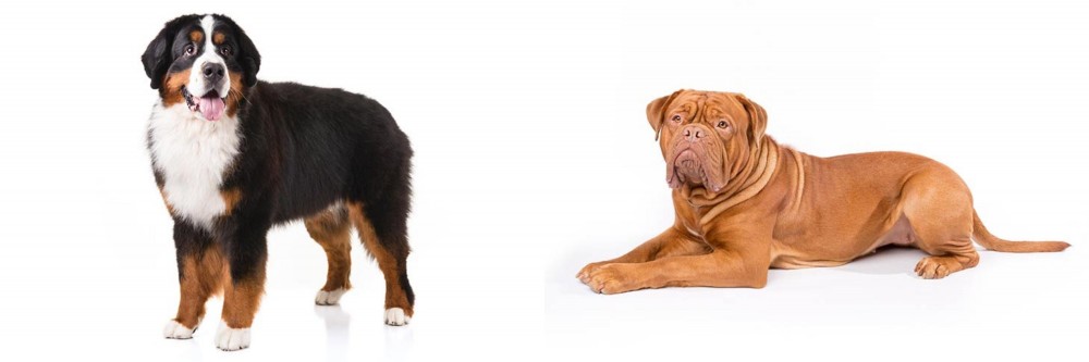 Dogue De Bordeaux vs Bernese Mountain Dog - Breed Comparison
