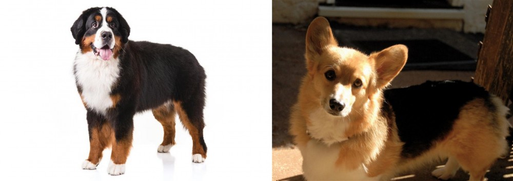 Dorgi vs Bernese Mountain Dog - Breed Comparison