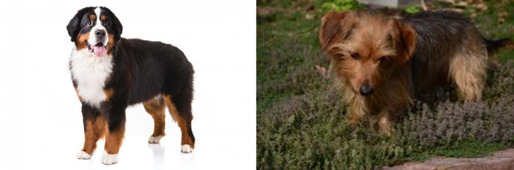Dorkie vs Bernese Mountain Dog - Breed Comparison