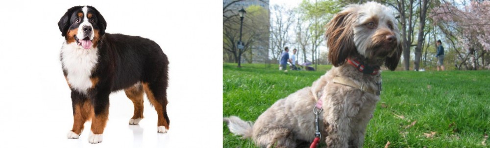 Doxiepoo vs Bernese Mountain Dog - Breed Comparison