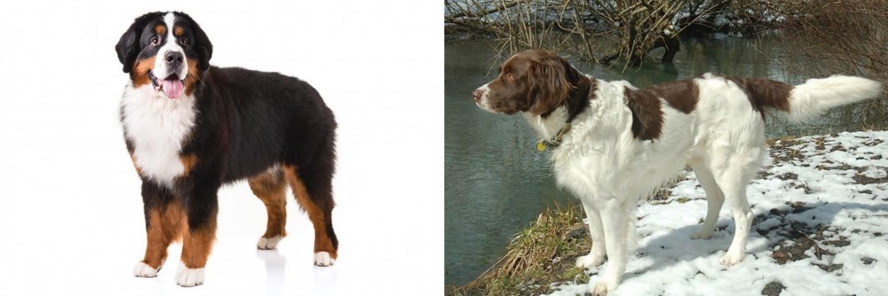 Drentse Patrijshond vs Bernese Mountain Dog - Breed Comparison