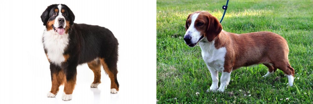 Drever vs Bernese Mountain Dog - Breed Comparison